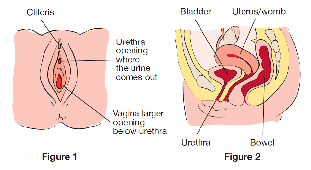 Cross section of female abdomen